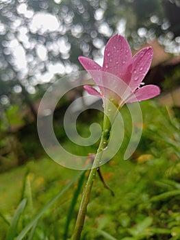 purple wildflowers splashed with rainwater look aesthetically pleasing