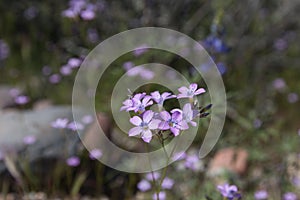 purple wilflower in spring time.