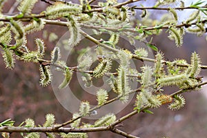 Purple willow (Salix purpurea) grows in nature