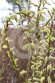Purple willow (Salix purpurea) grows in nature