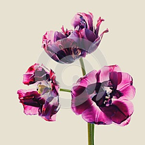 Purple wilted tulips in backlight