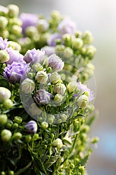 Purple Wind Chime Flower and buds