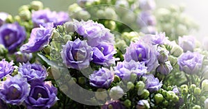 Purple Wind Chime Flower and buds.