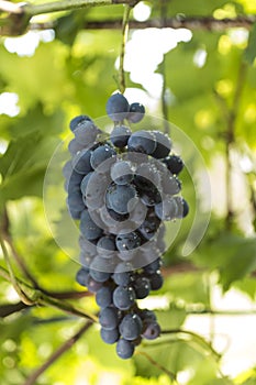 Purple wine grapes