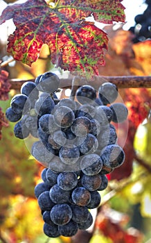 Purple wine grapes