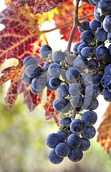 Purple wine grapes