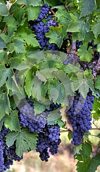 Purple wine grapes