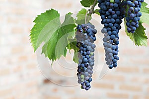 Purple wine grapes