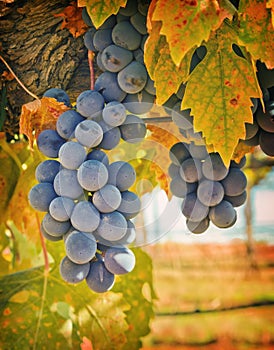 Purple Wine Grapes, California