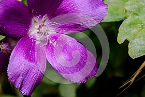 Purple Winecup (callirhoe involucrata) open with Stamen and poll