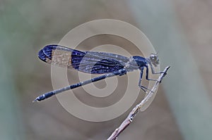 Purple wing damselfly