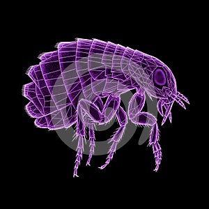 Purple Wireframe Flea 3d Render