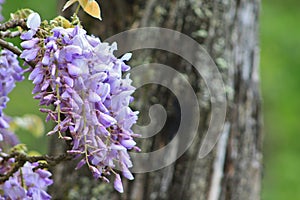 Purple Wisteria