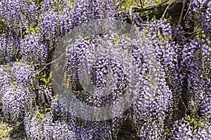 Casccading clusters of purple Wisteria flowering plant. photo