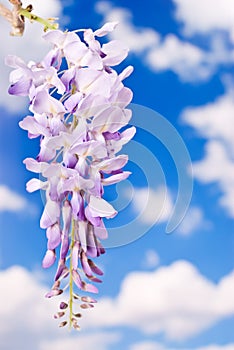 Purple Wisteria with Copy Space