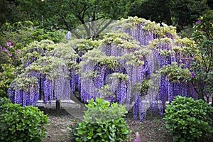 Purple wisteria flower blooming in a garden