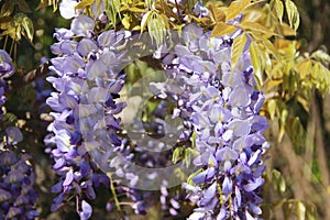 Purple wisteria flowers on a background of green leaves in the garden