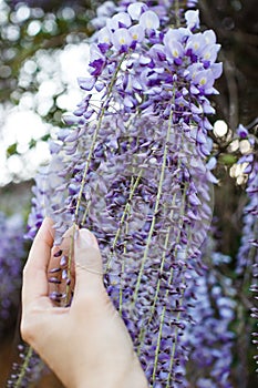 Purple wisteria flowers, beautiful scenery of purple with yellow flowers and buds blooming in the garden in spring