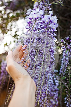 Purple wisteria flowers, beautiful scenery of purple with yellow flowers and buds blooming in the garden in spring