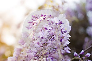 Purple wisteria flowers, beautiful scenery of purple with yellow flowers and buds blooming in the garden in spring