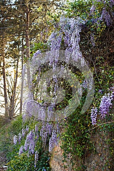 Purple wisteria flowers, beautiful scenery of purple with yellow flowers and buds blooming in the garden in spring