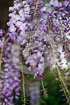 Purple wisteria flowers, beautiful scenery of purple with yellow flowers and buds blooming in the garden in spring