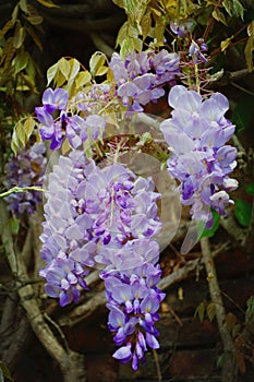 Purple wisteria flowers out off the wall of the house photo