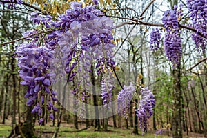 Purple wisteria flowers springtime