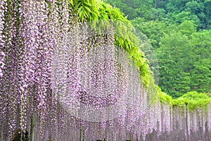 Purple Wisteria, Japan