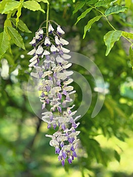 purple wisteria, spring flowers, hanging flower rhizomes, long hanging wisteria buds,wisteria tree photo
