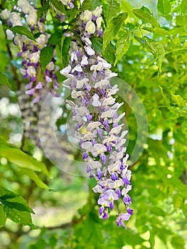 purple wisteria, spring flowers, hanging flower rhizomes, long hanging wisteria buds, wisteria tree photo