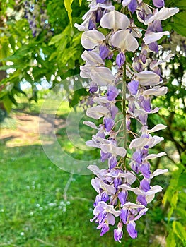 purple wisteria, spring flowers, hanging flower rhizomes, long hanging wisteria buds, wisteria tree photo