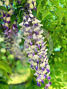 purple wisteria, spring flowers, hanging flower rhizomes, long hanging wisteria buds, wisteria tree photo