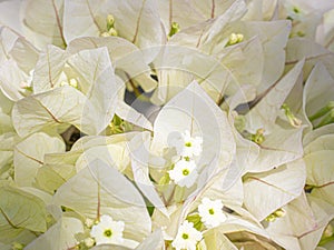 Purple and withe leaves flowers. Tropical exotic.