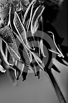 Purple withered flower