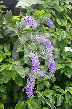 Purple Wreath Bluebird Vine
