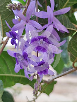 Purple Wreath  night in my home lopburi thailand