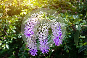 Purple Wreath, Queen's Wreath, Sandpaper Vine, Petrea volubilis flower beautiful bunch bouquet blooming in garden