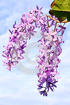 Purple Wreath Sandpaper Vine flower on sky background.