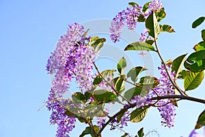 Purple Wreath Sandpaper Vine flower on sky background.