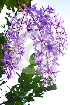 Purple Wreath Sandpaper Vine flower on sky background.