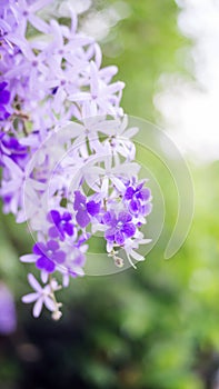 Purple Wreath, Sandpaper Vine, Queen`s Wreath flower in the garden, soft focus