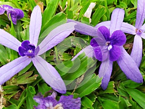 Purple Wreath star flower five 002 on glass