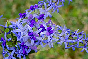 Purple wreath vine or queen's wreath vine flower, Petrea volubilis, Mauritius