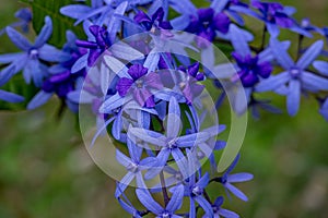 Purple wreath vine or queen\'s wreath vine flower, Petrea volubilis, Mauritius
