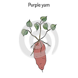 Purple yam Dioscorea alata