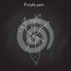 Purple yam Dioscorea alata