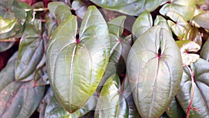 Purple yam plant