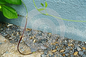 Purple yardlong beans