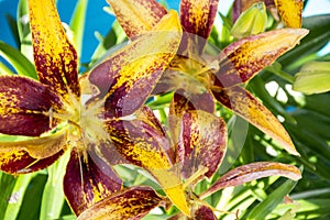 Purple and yellow Asiatic lilly in bloom